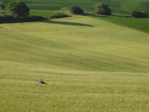 Agriturismo Colombaiolo Pienza Exteriér fotografie